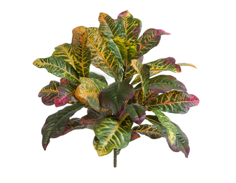 Кротон куст Мидл зелёно-жёлто-розовый (Sensitive Botanic)