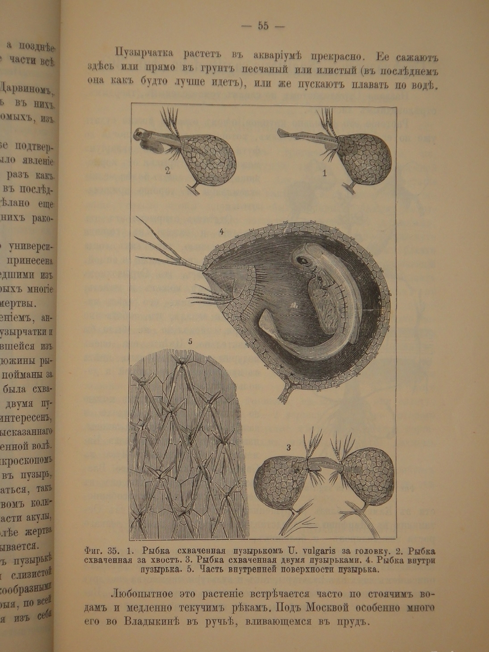 "Аквариум любителя. Подробное описание флоры и фауны аквариума, устройство аквариума, уход за ним и пр.". Н.Ф.Золотницкий. 1890г.