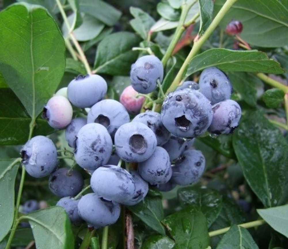 Легаси (Legacy) голубика 1 год р9