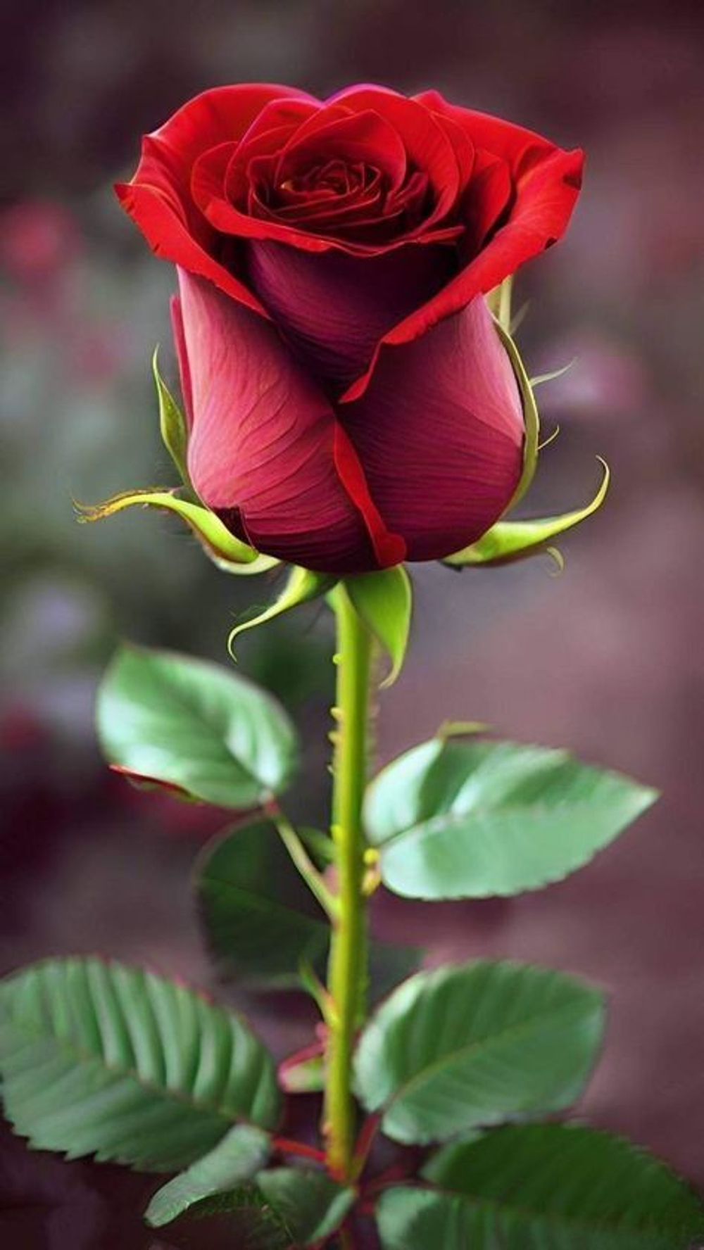 Роза Ароматизатор пищевой, 100%COOK, 100 г