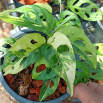 Монстера ADANSONII AUREA