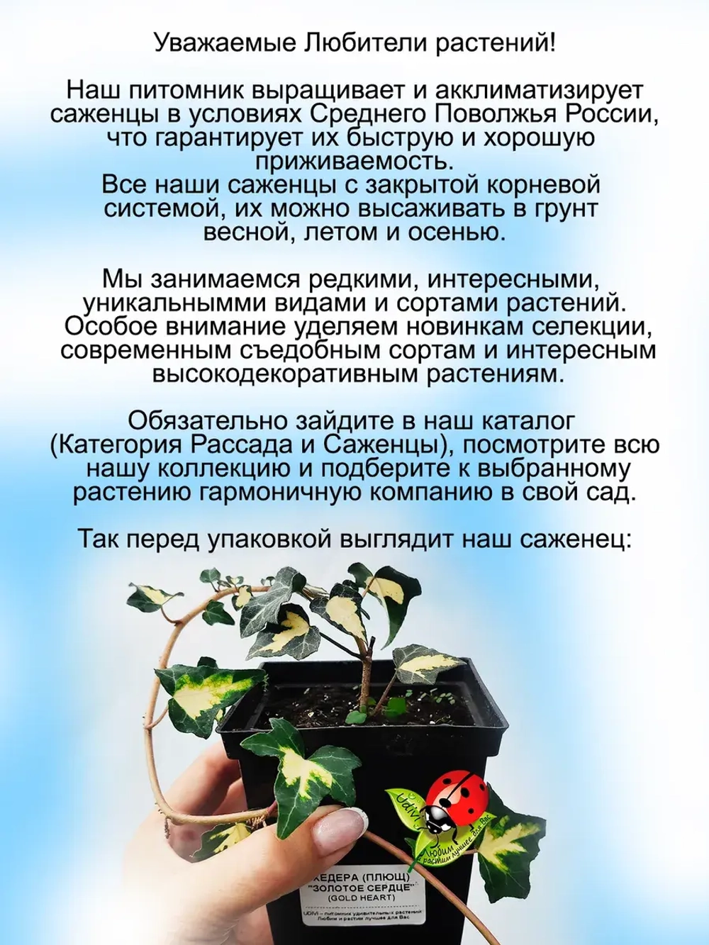 Хедера Золотое сердце Голдхард плющ