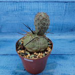 Tephrocactus Geometricus (Тефрокактус)
