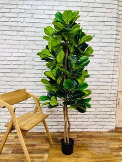 Растение искусственное Фикус лировидный 161-003 (192 листа) 180см