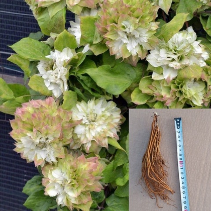 Клематис Сен-но-Казе крупноцветковый махровый