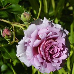 Мамитален (Mamiethalene)