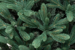 Искусственная елка Французская 240 см., литая хвоя+ПВХ, ЕлкиТорг (166240)