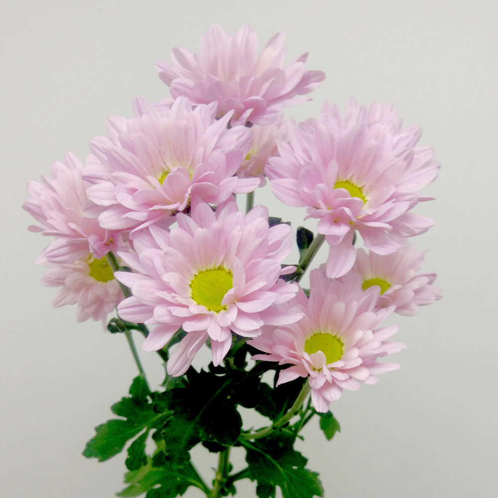 Хризантема кустовая "Катинка" розовая