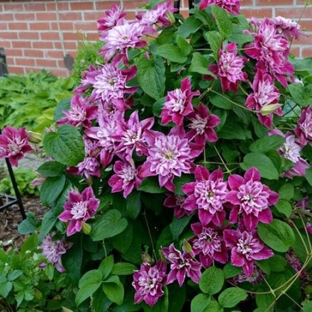 Клематис  My Darling (Май Дарлинг) Стандарт поставки Р9