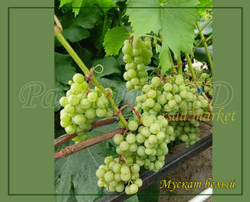 Виноград МУСКАТ БЕЛЫЙ СВЕРХУРОЖАЙНЫЙ (10-4-4)
