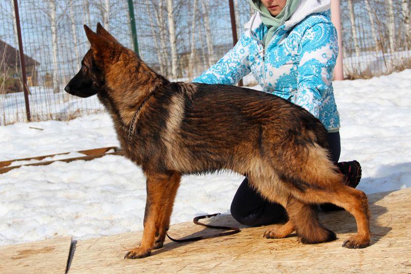 ЖИГАН Из Поместья Боговик