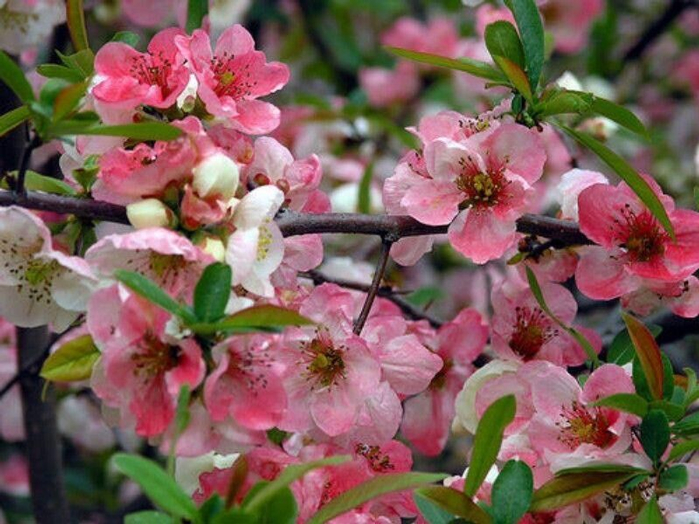 Айва великолепная Колор Трейл С5 30-50