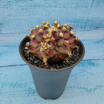 Gymnocalycium T-Rex Pink hybride (Гимнокалициум T-rex)