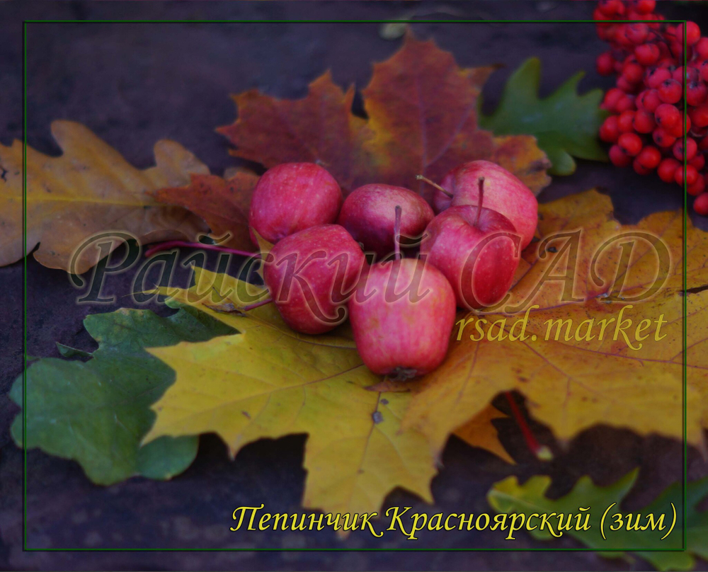 Яблоня Пепинчик Красноярский