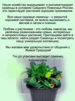 Камнеломка Теневая Вариегата пёстролистная