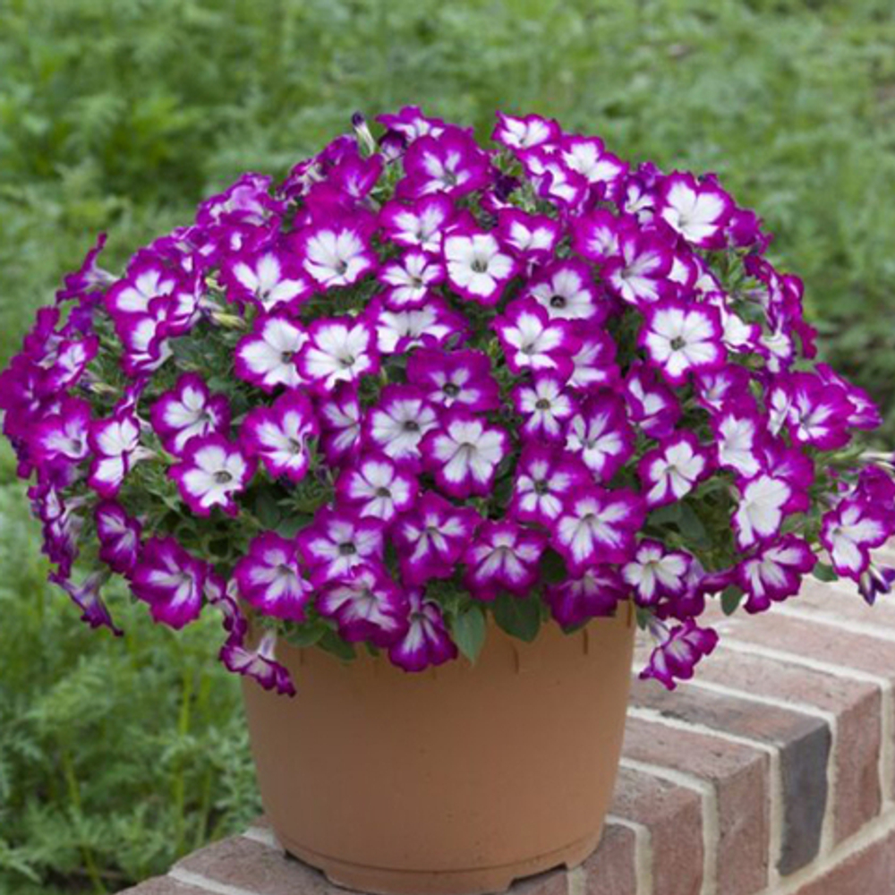 Петуния ILLUSION GLAMOUR