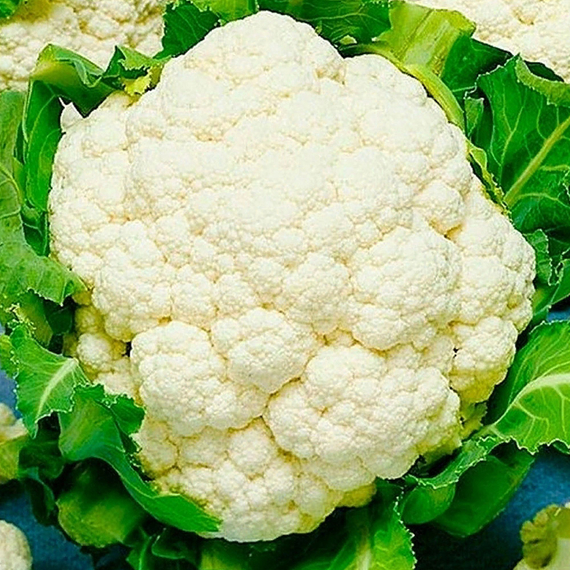 Гохан F1 семена капусты цветной (Syngenta / Сингента) культура – фото 3