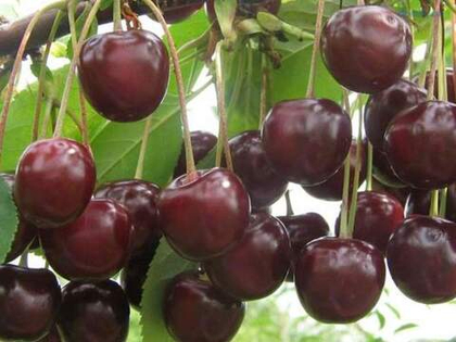 Вишня Морозовка (ОКС)