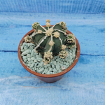 Astrophytum Myriostigma "Hakujo Fukuryu"  (Астрофитум)