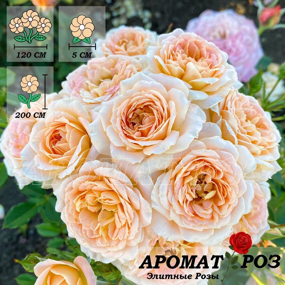 Сансет Мемори (Sunset Memory)