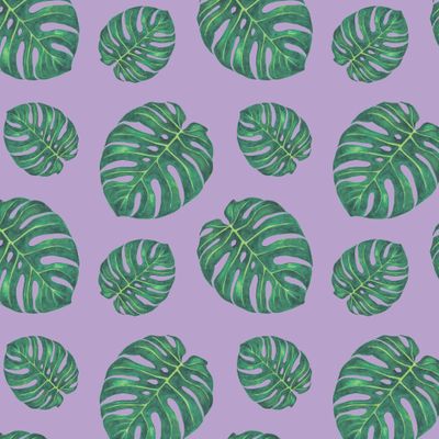 Листья монстеры на фиолетовом