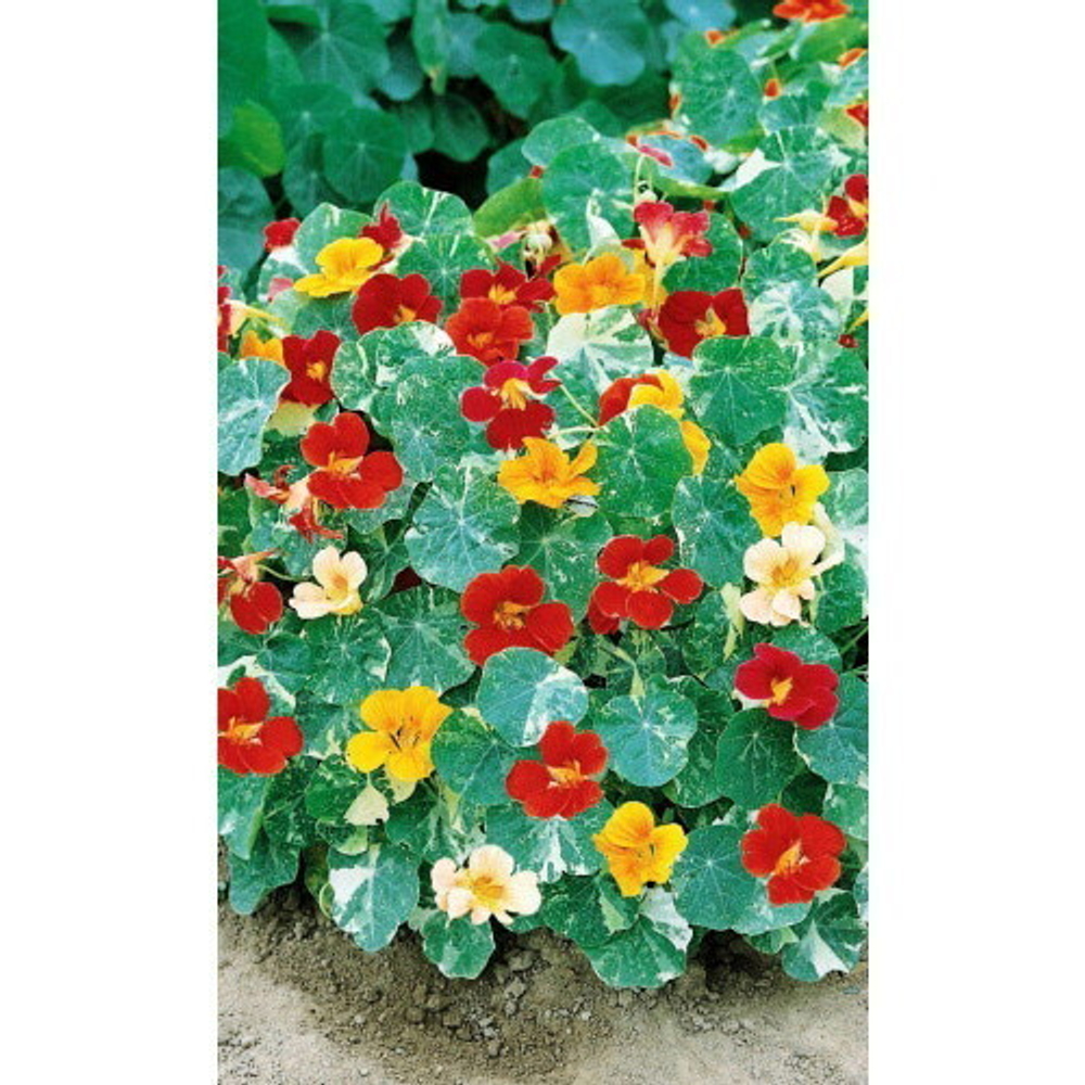 Семена Настурция Аляска золотая 1гр (УД) Е/П