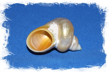 Турбо Голд Перламутровая, 4-5см, 1шт