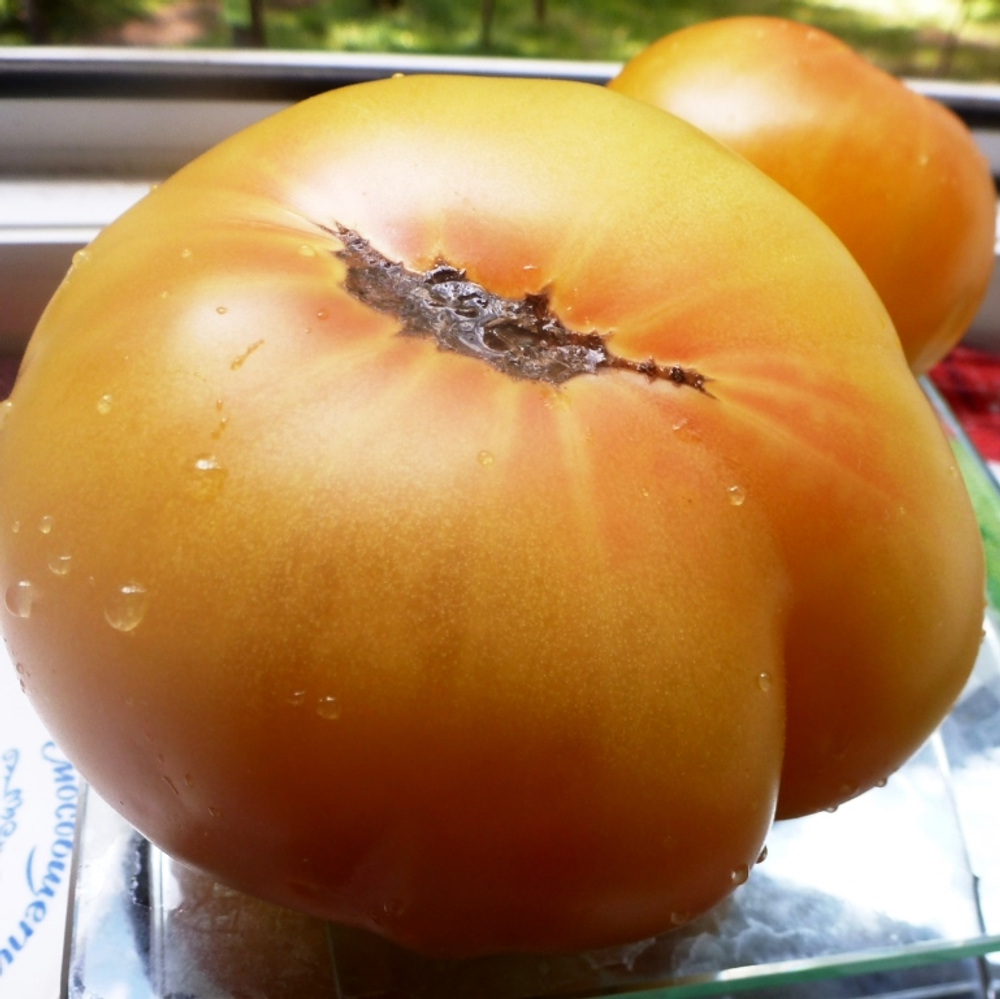 Помидоры COPIA — Копиа - Римская Богиня Богатства и Изобилия