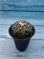 Astrophytum Asterias (Астрофитум)
