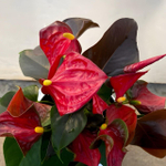 Антуриум Андре CORAL CHAMP (H71)