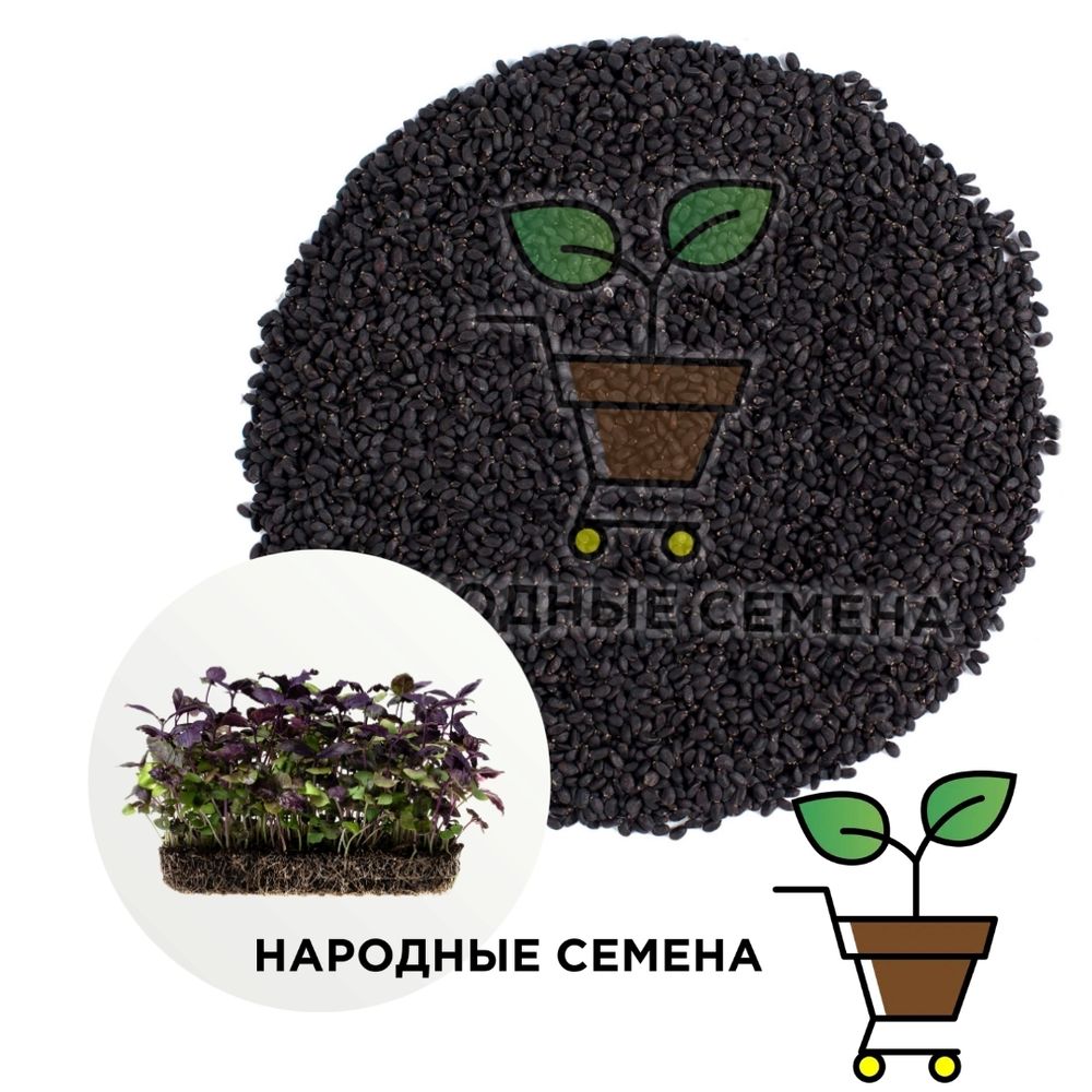 Базилик фиолетовый семена