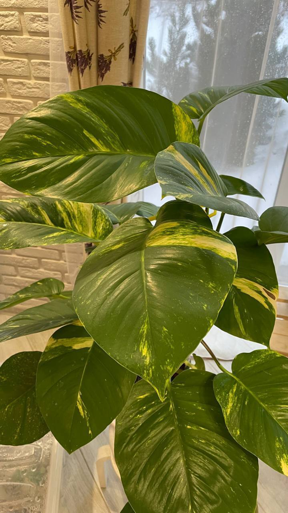 Эпипремиум Аурэм Гигантум