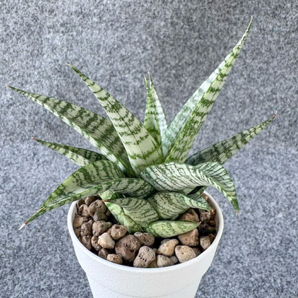 Сансевиерия AMOREST