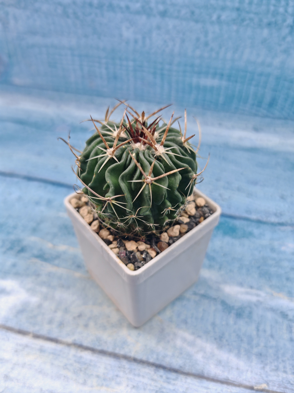 Echinofossulocactus Multicostatus (Эхинофоссулокактус)