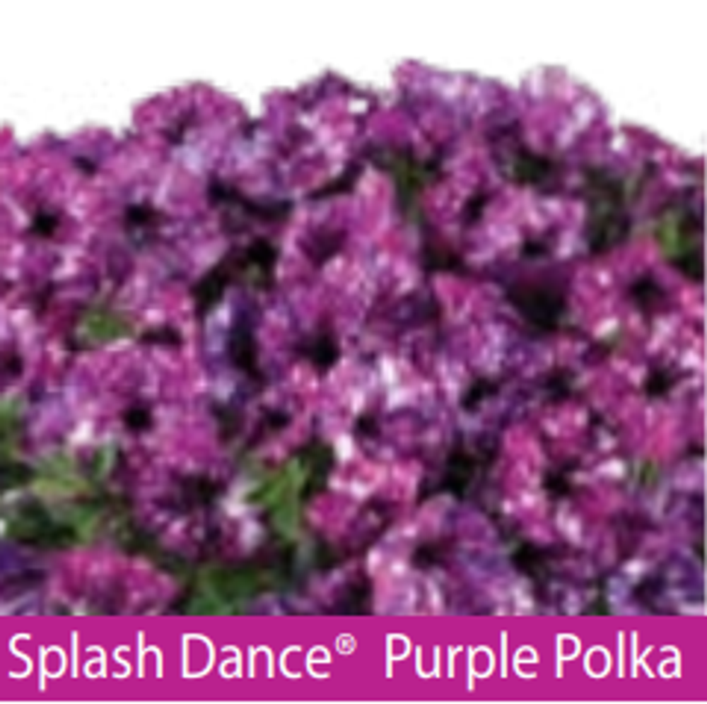 ЕВРО Petunia Splash Dance Purple Polka укорененный черенок февраль 26 DAN