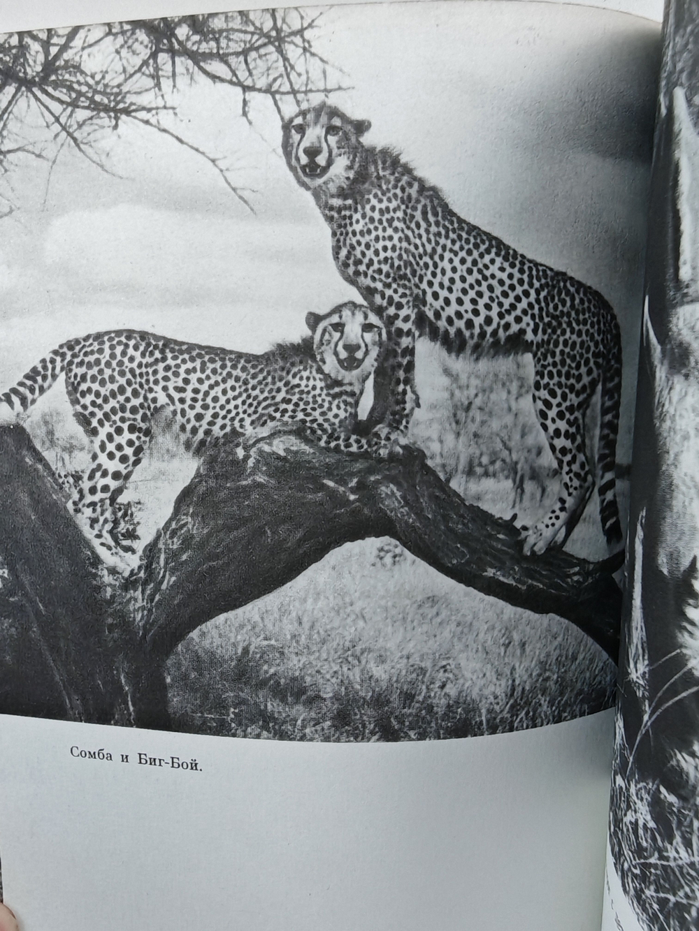 Пиппа бросает вызов