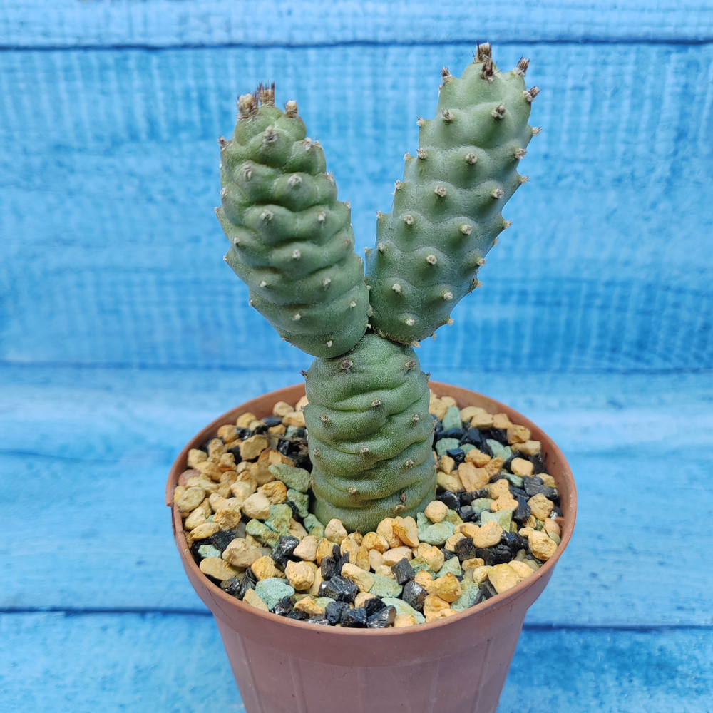 Tephrocactus Articulatus Diadematus (Тефрокактус)
