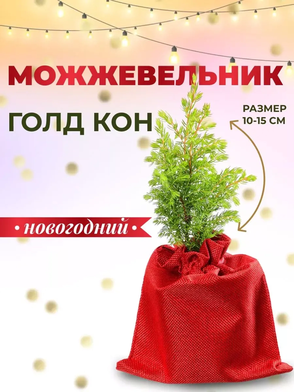 Можжевельник Голдкон саженцы хвойных деревьев Новогодний