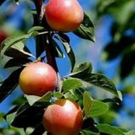 Шарафуга-Гибрид (слива,абрикос,персик) 2 летняя ЗКС