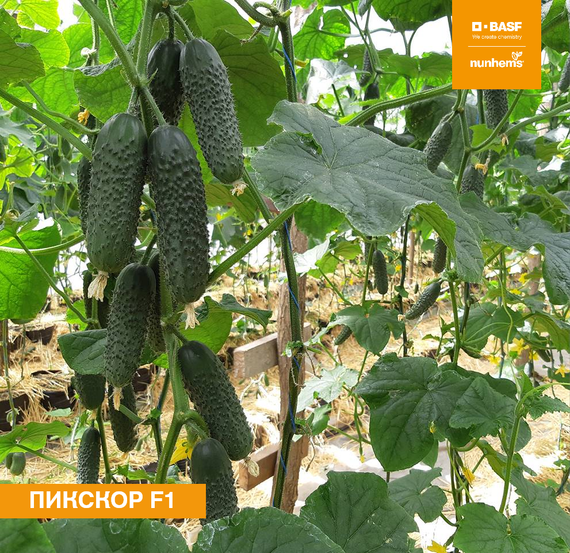 Пикскор F1 семена огурца (Nunhems / Нюнемс)