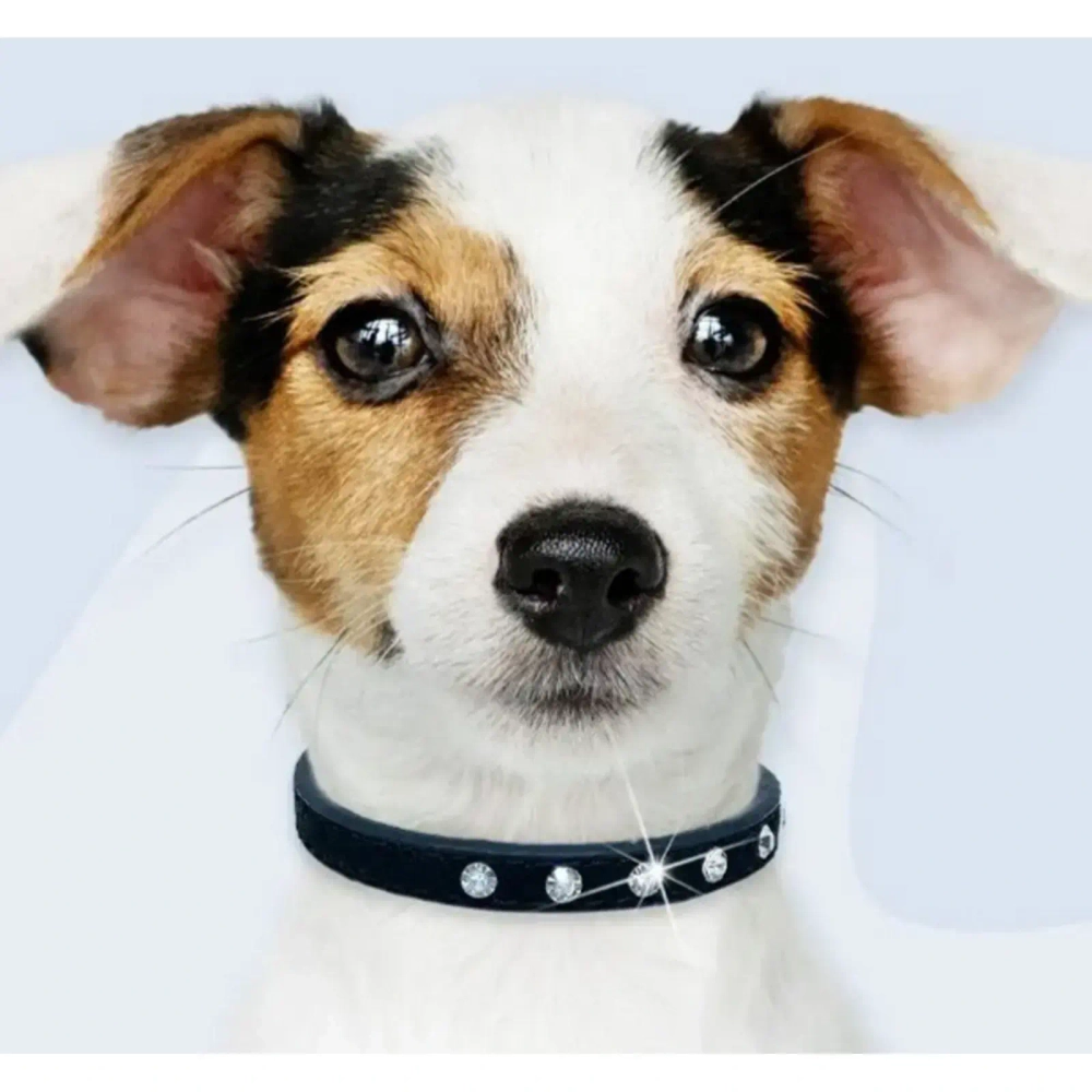 Ошейник для собак и кошек со стразами «На стиле», цвет черный, 1.5см, размер S, 28*30см (лейбл)