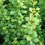 Барбарис Тунберга Паувау С7,5 40-60