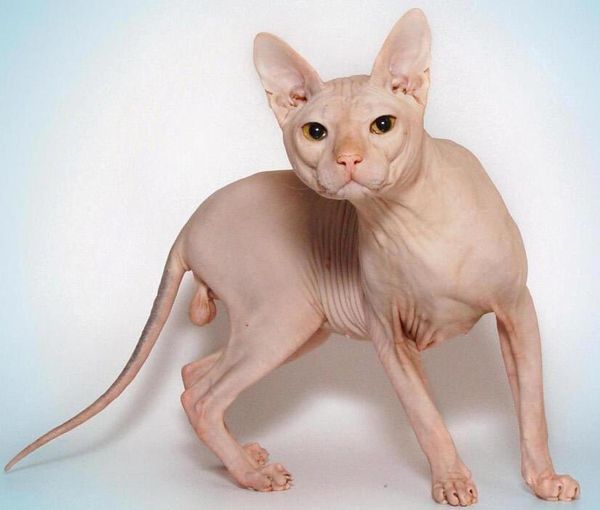 Донской сфинкс Донской сфинкс