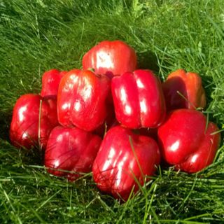 Перец Ред  Барон F1  500 семян