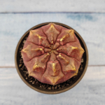 Gymnocalycium Daydream (Гимнокалициум)