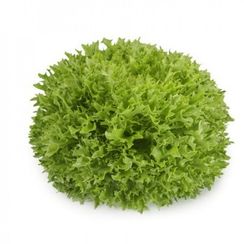 ЭКСТЕМП семена салата (Rijk Zwaan | Alexagro)