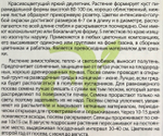 Колокольчик средний Голубая Лагуна 0,1 г СМЦ-301