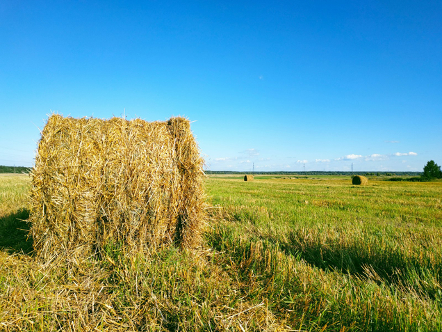 Качественная оптовая торговля сельхозпродукцией