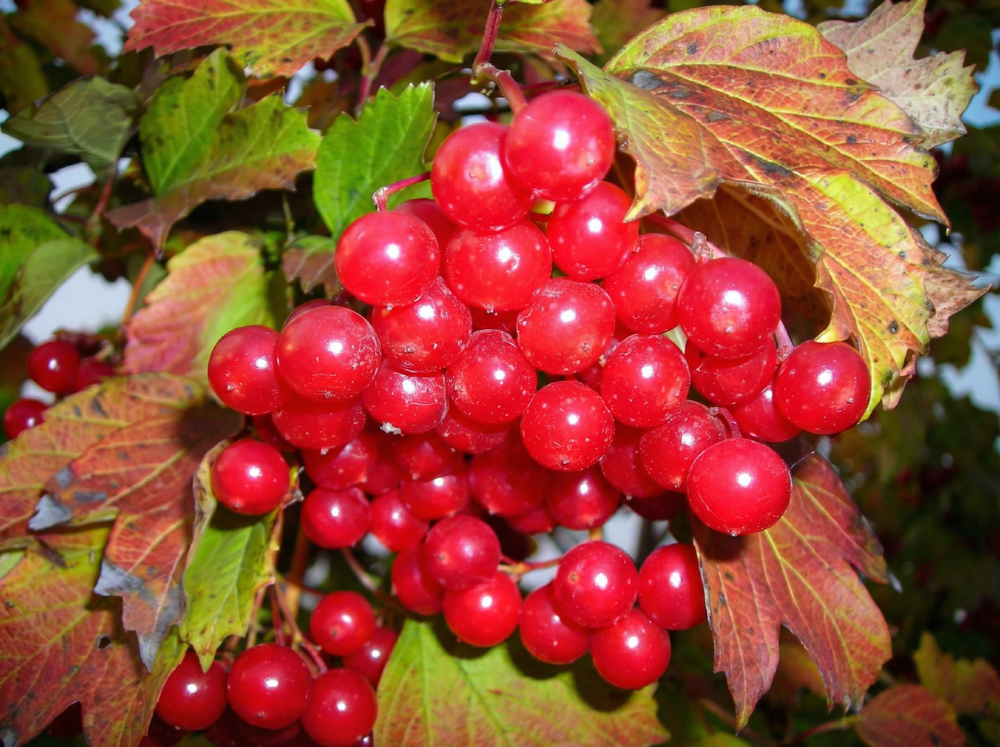 Саженец Калины «Шукшинская» (Алтайская селекция, Сладкоплодная, Крупная, Легендарный сорт)