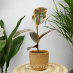 Фикус эластика Белиз 12/30